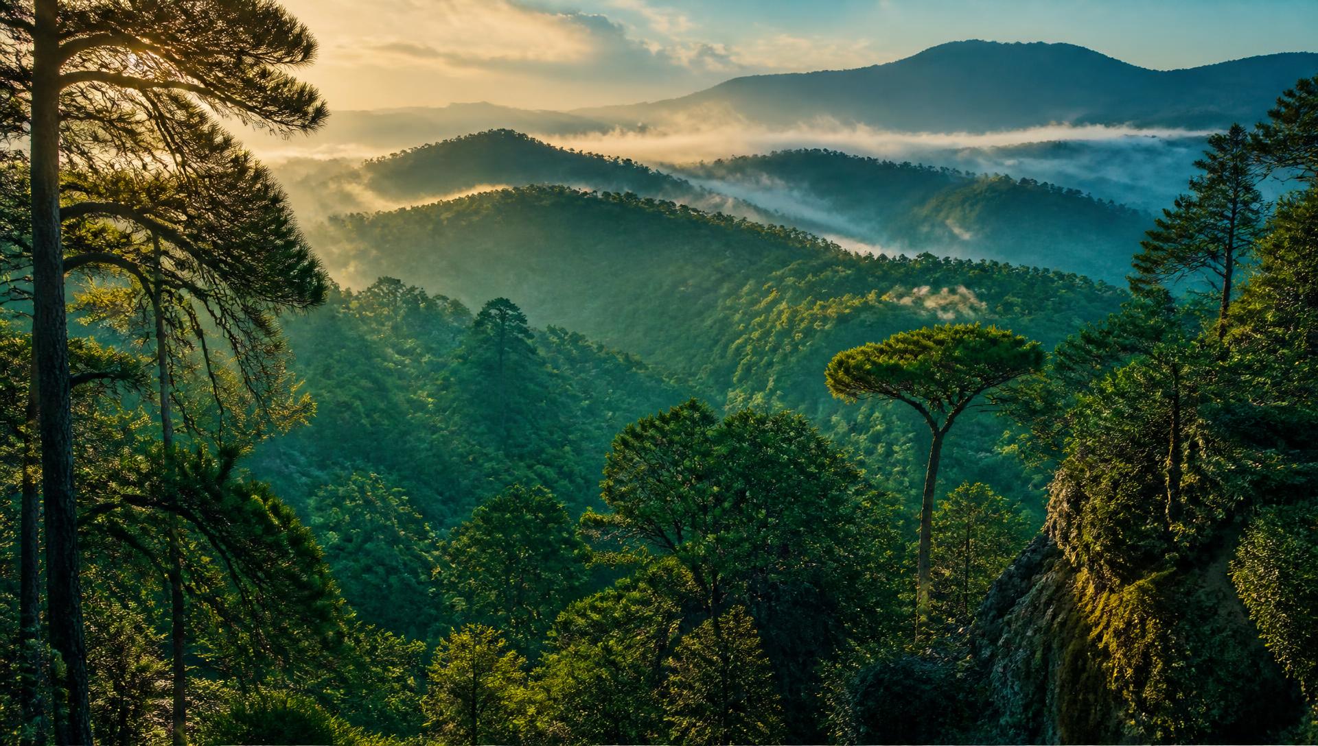 Bosque hidalguense de niebla al amanecer